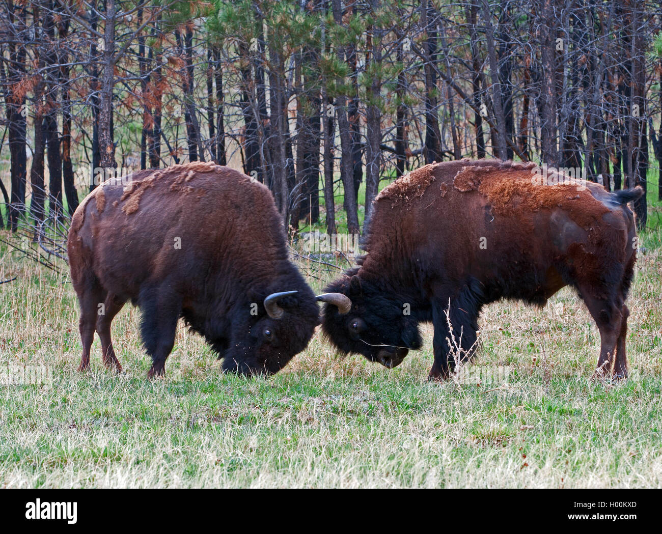 American Bison And Fighting High Resolution Stock Photography and
