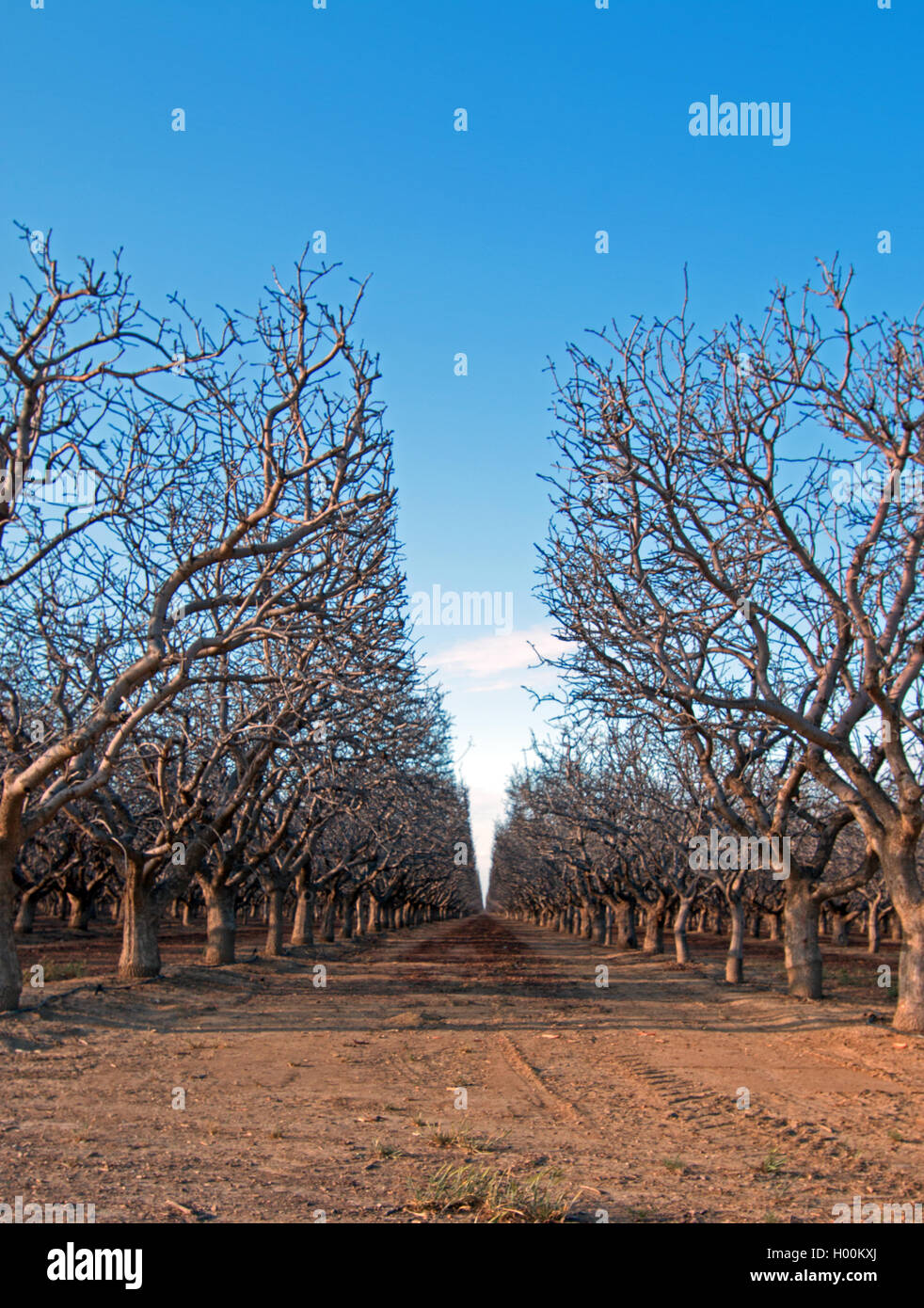 Nut Orchard in Central California near Bakersfield CA USA Stock Photo