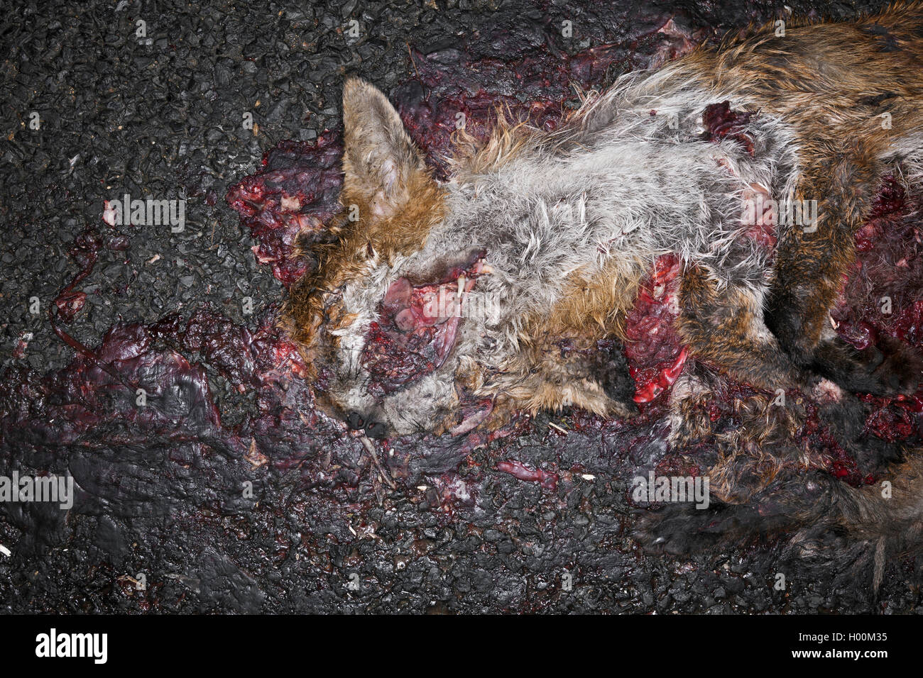 Roadkill, fox, Fosse Way, Cirencester, UK. Stock Photo