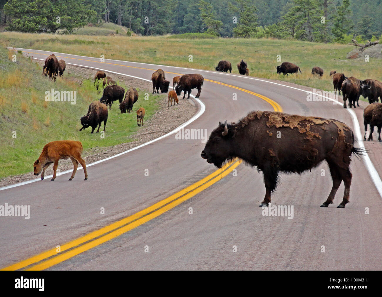 American Bison Buffalo Herd traffic jam in Custer State Park in the