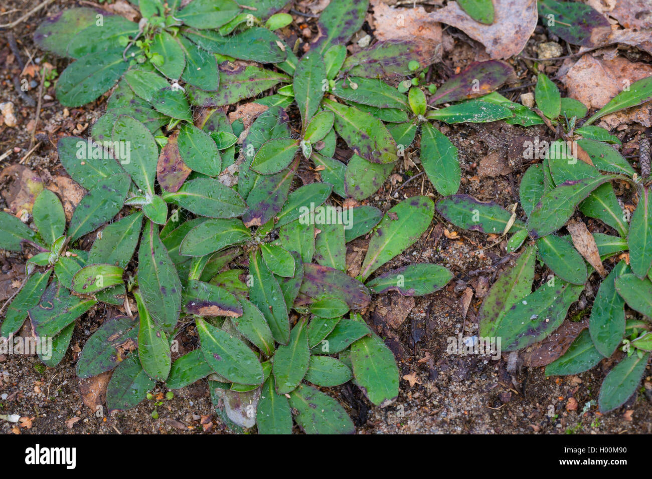 Mouseear hawkweed (Hieracium pilosella, Pilosella officinarum), ground leaves, Germany Stock Photo
