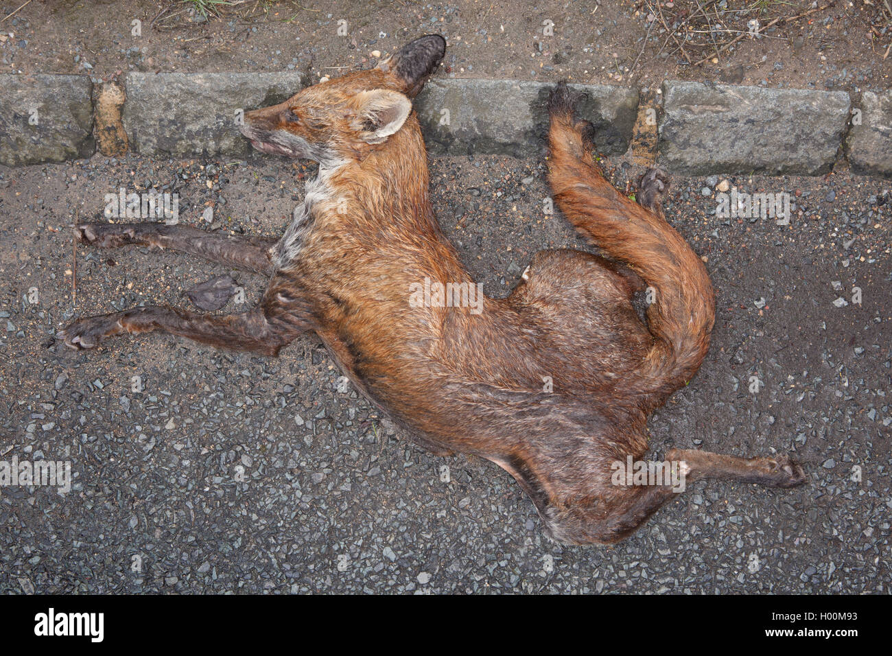 Roadkill fox hi-res stock photography and images - Alamy