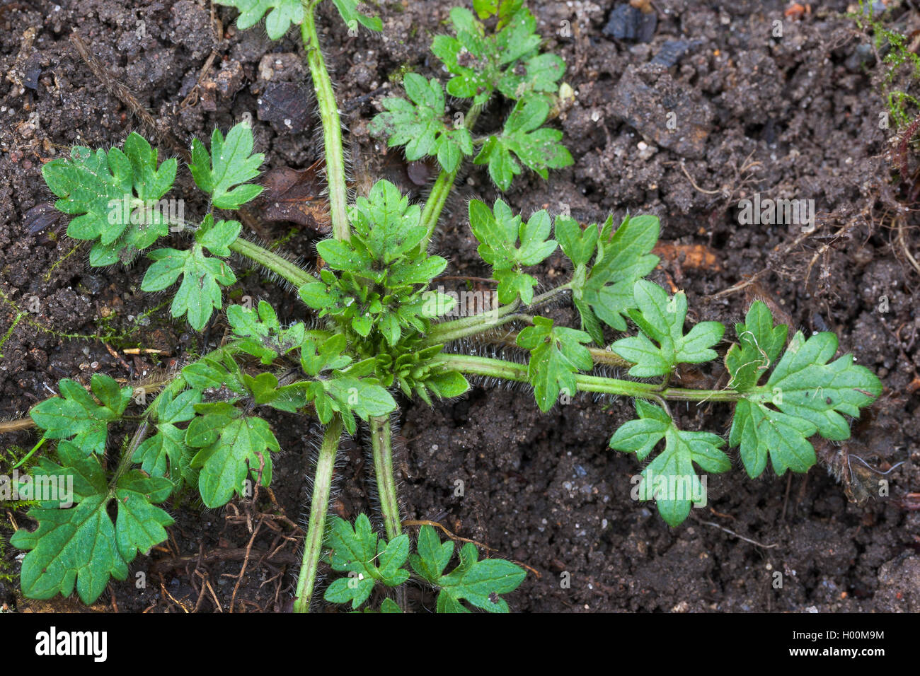 creeping buttercup (Ranunculus repens), ground leaves, Germany Stock Photo