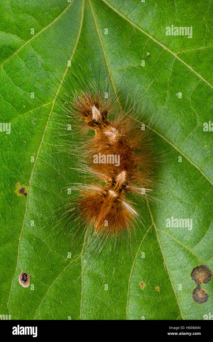 Black V Moth (Arctornis l-nigrum, Arctornis pusillata, Phalaena l-nigrum), caterpillar on a leaf, Germany Stock Photo