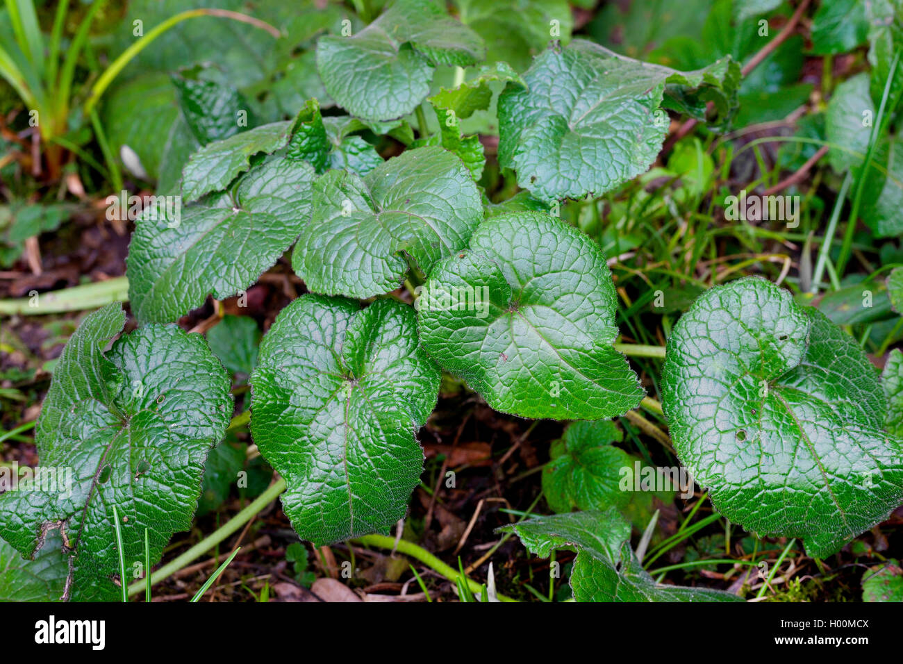 Honesty plant, Annual honesty (Lunaria annua), ground leaves, Germany Stock Photo
