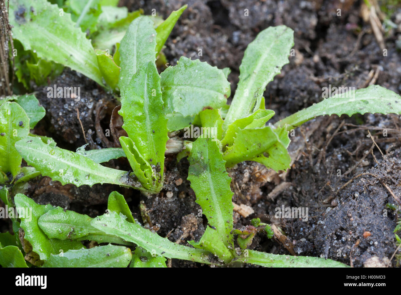 blue sailors, common chicory, wild succory (Cichorium intybus), jung leaves, Germany Stock Photo