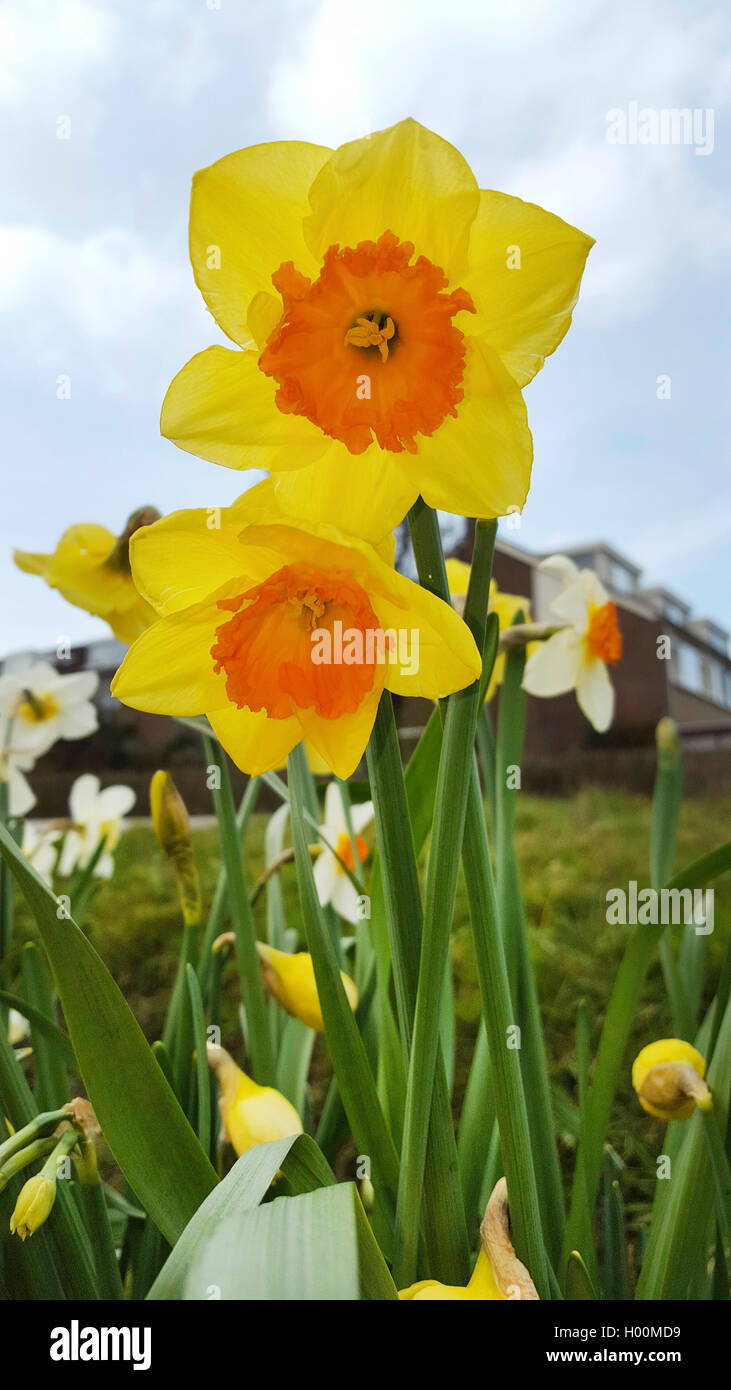 Narzisse, Osterglocke (Narcissus spec.), Grosskronige Narzissen, bluehend im Zierrasen, Deutschland | daffodil (Narcissus spec.) Stock Photo