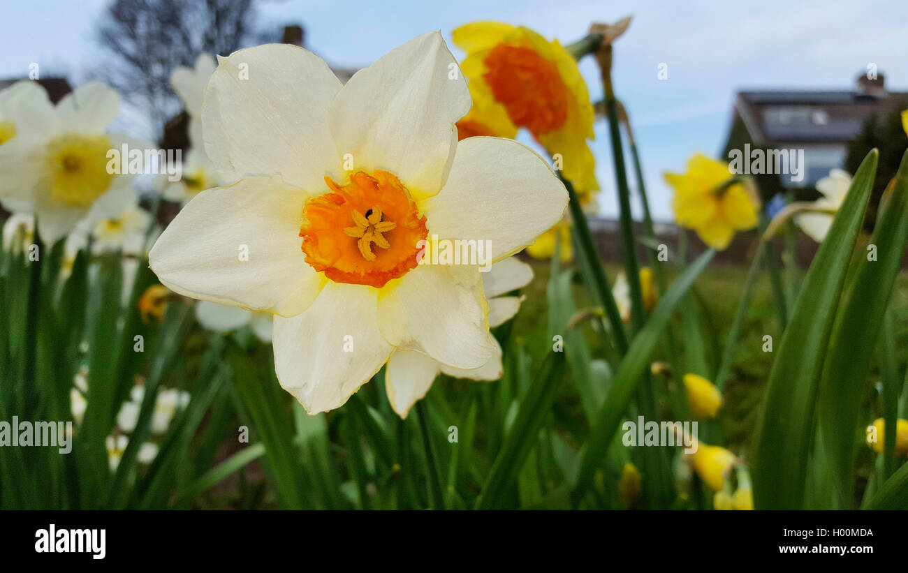 Narzisse, Osterglocke (Narcissus spec.), Kleinkronige Narzisse, bluehend im Zierrasen, Deutschland | daffodil (Narcissus spec.), Stock Photo