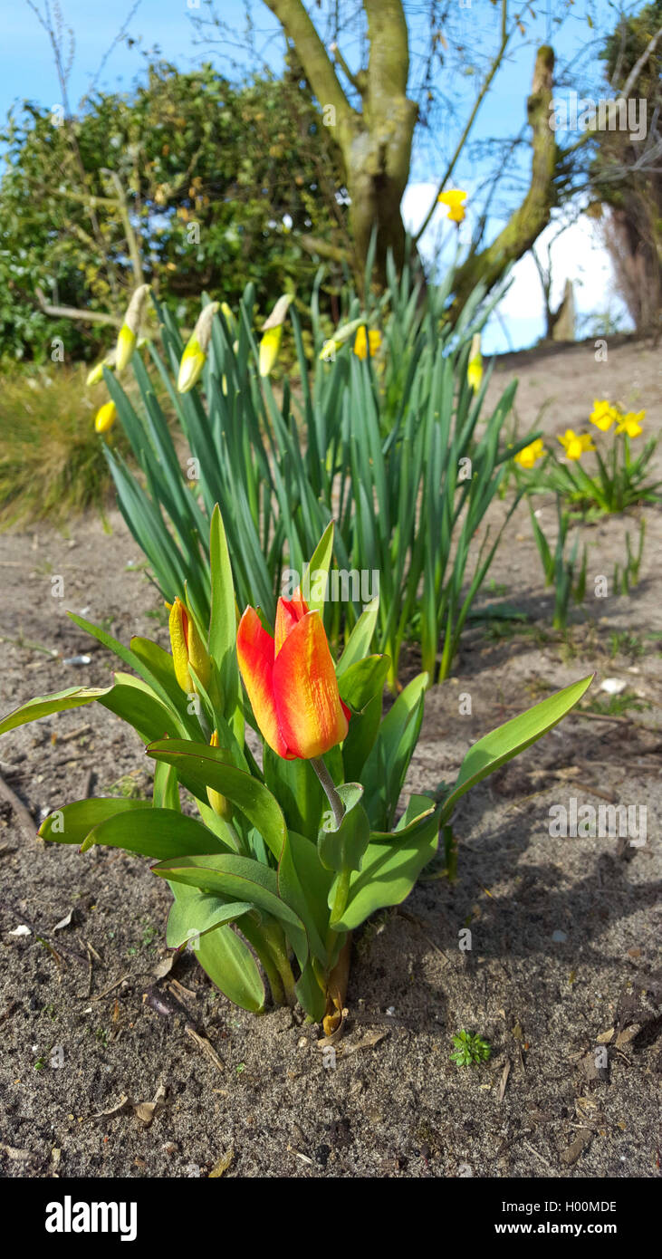 Gartentulpe, Garten-Tulpe, Tulpe (Tulipa gesneriana), rote Tulpe und Osterglocken im Garten, Deutschland | common garden tulip ( Stock Photo