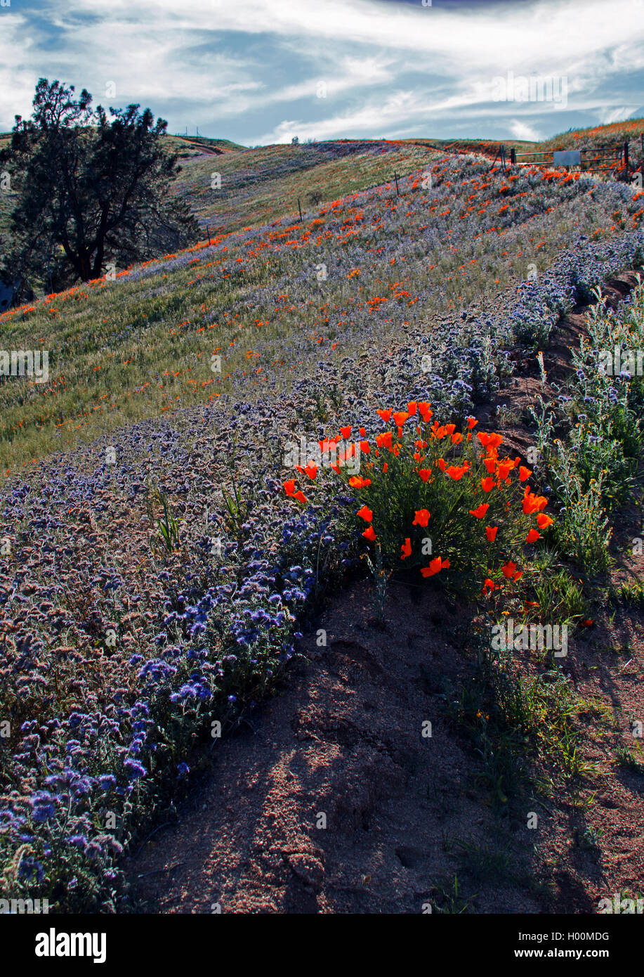 California Golden Poppies and Purple Sage in the southern California's high desert Stock Photo