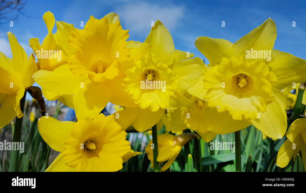 Narzisse, Osterglocke (Narcissus spec.), Trompetennarzissen, bluehend im Zierrasen, Deutschland | daffodil (Narcissus spec.), bl Stock Photo