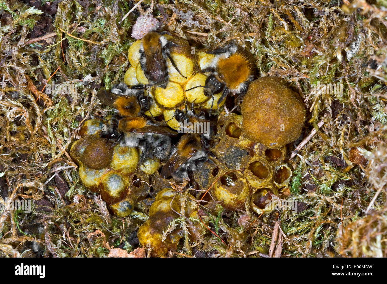 carder bee, common carder bee (Bombus pascuorum, Bombus agrorum), nest, Germany Stock Photo