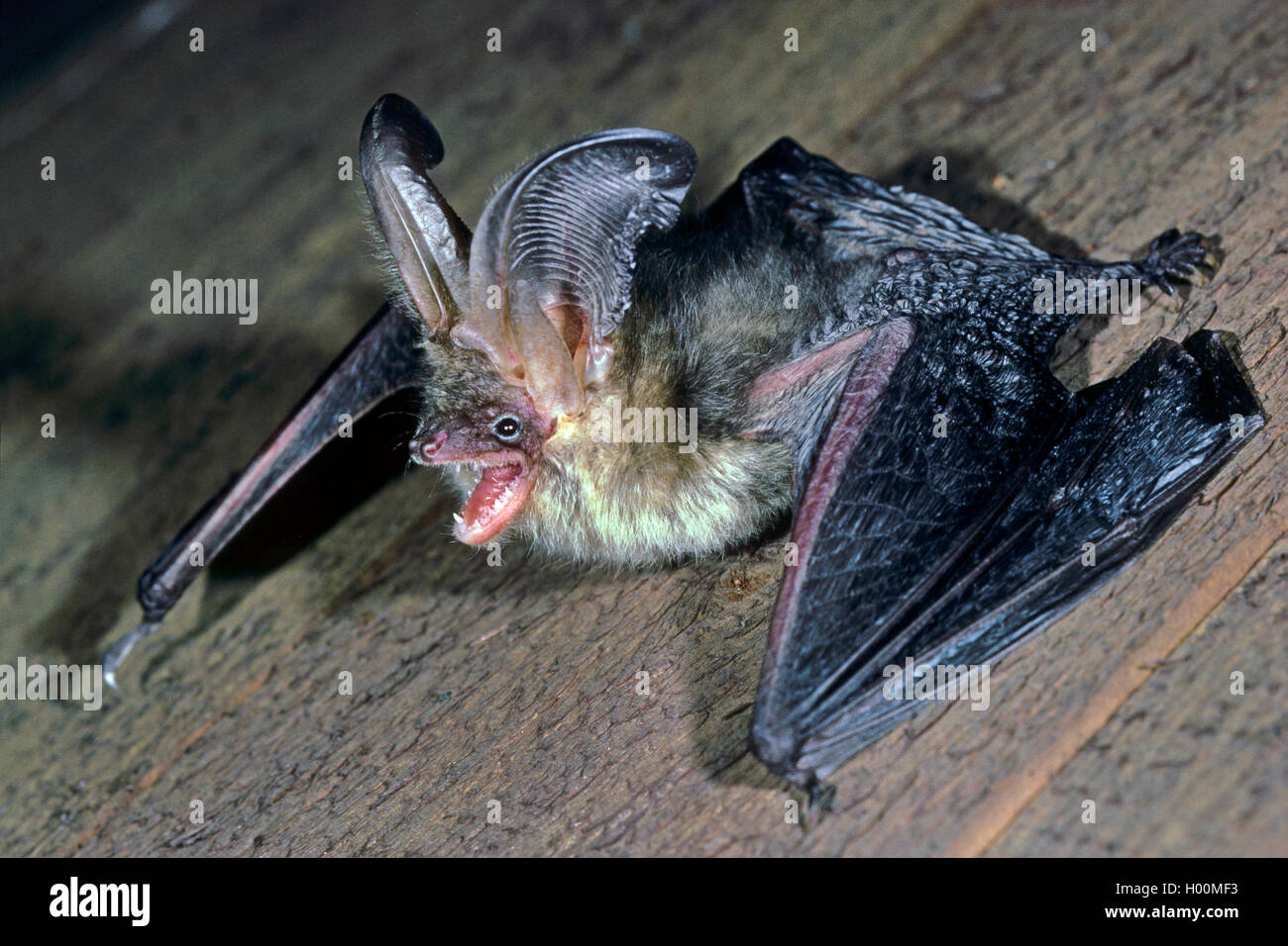 Braunes Langohr, Braune Langohrfledermaus, Grossohr (Plecotus auritus), drohend, Seitenansicht, Deutschland | brown long-eared b Stock Photo