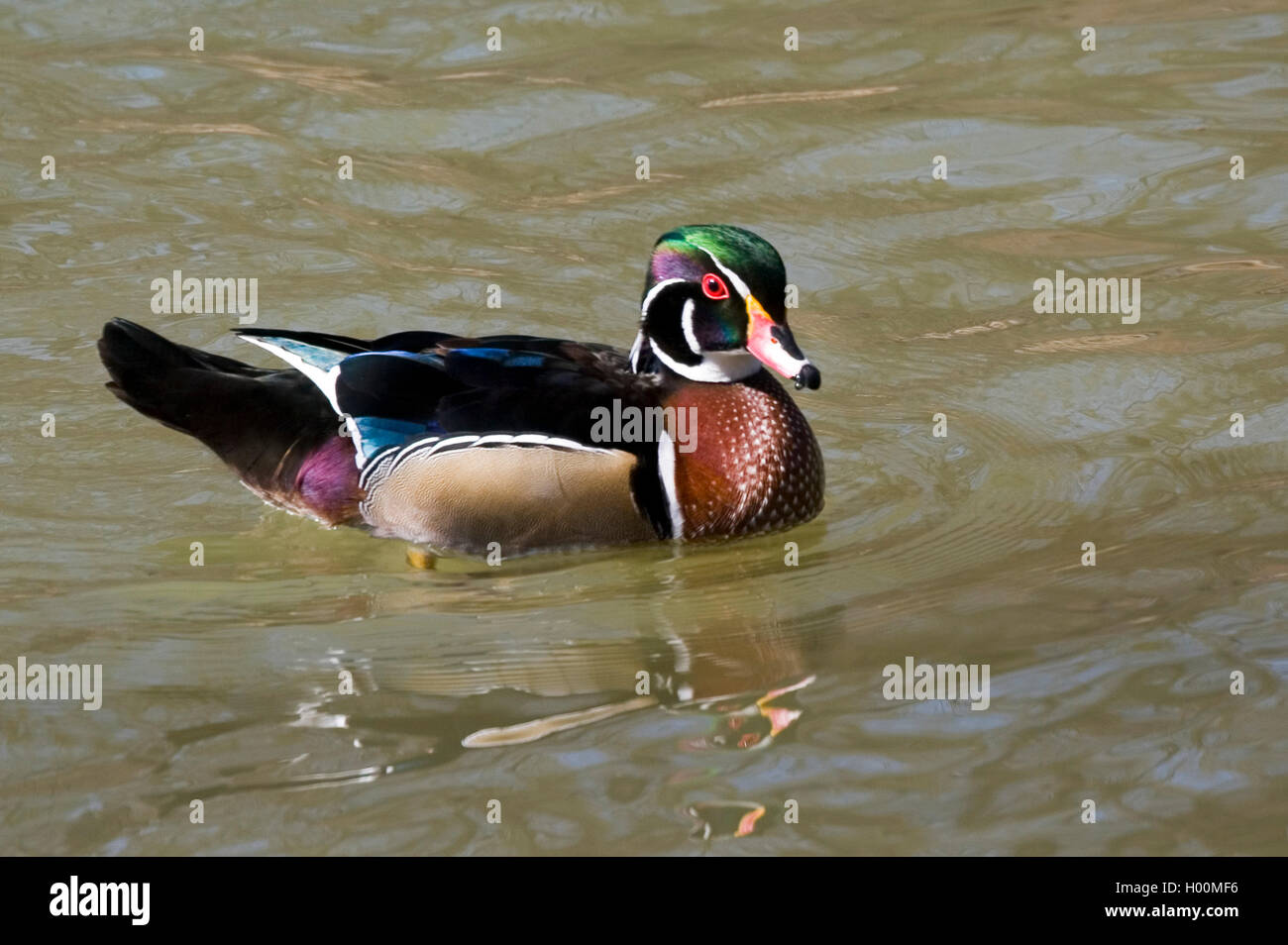 wood duck (Aix sponsa), swimming drake in breeding coloration, side view, Germany Stock Photo