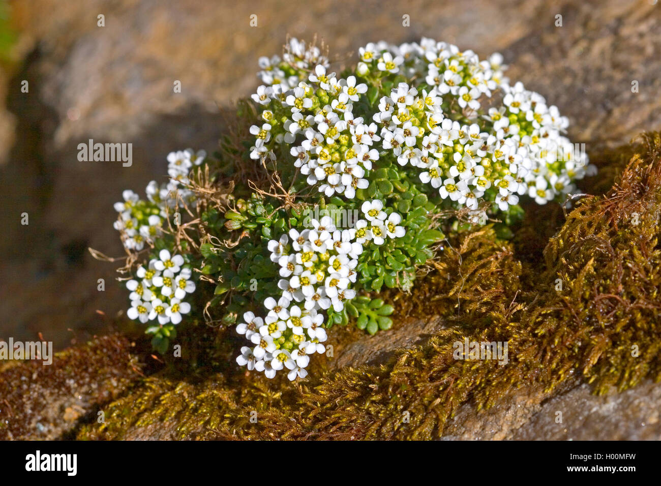 Chamois Cress, Chamois Grass (Hornungia alpina, Pritzelago alpina, Hutchinsia alpina, Iberidella alpina), blooming, Germany Stock Photo