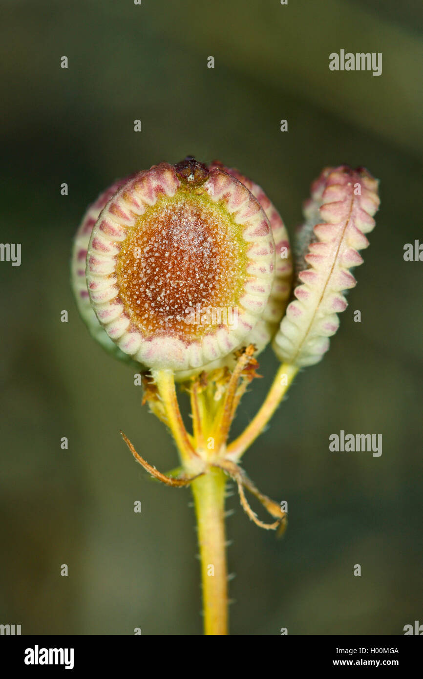 Mediterranean hartwort (Tordylium apulum, Condylocarpus humilis), fruits Stock Photo