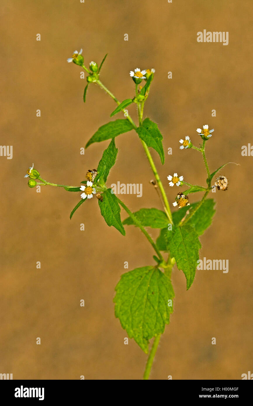 Shaggy soldier, Hairy galinsoga (Galinsoga ciliata, Galinsoga quadriradiata), blooming, Germany Stock Photo