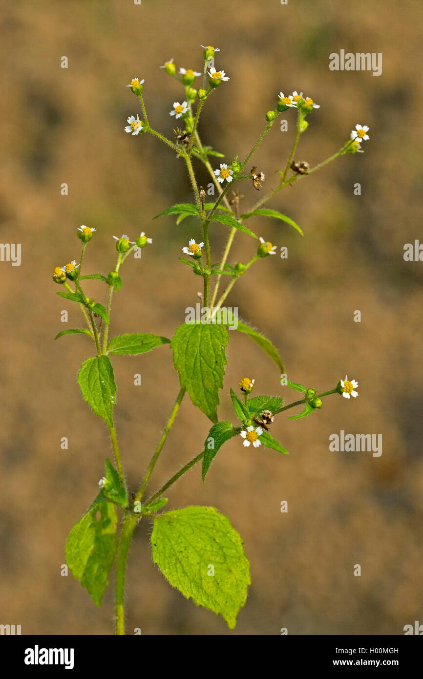 Shaggy soldier, Hairy galinsoga (Galinsoga ciliata, Galinsoga quadriradiata), blooming, Germany Stock Photo