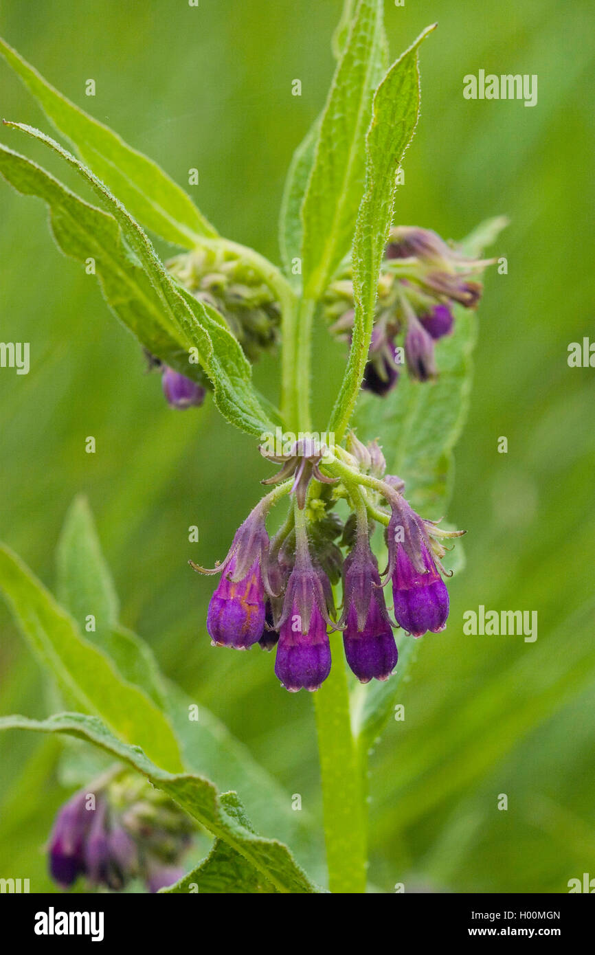 common comfrey (Symphytum officinale), blooming, Germany Stock Photo