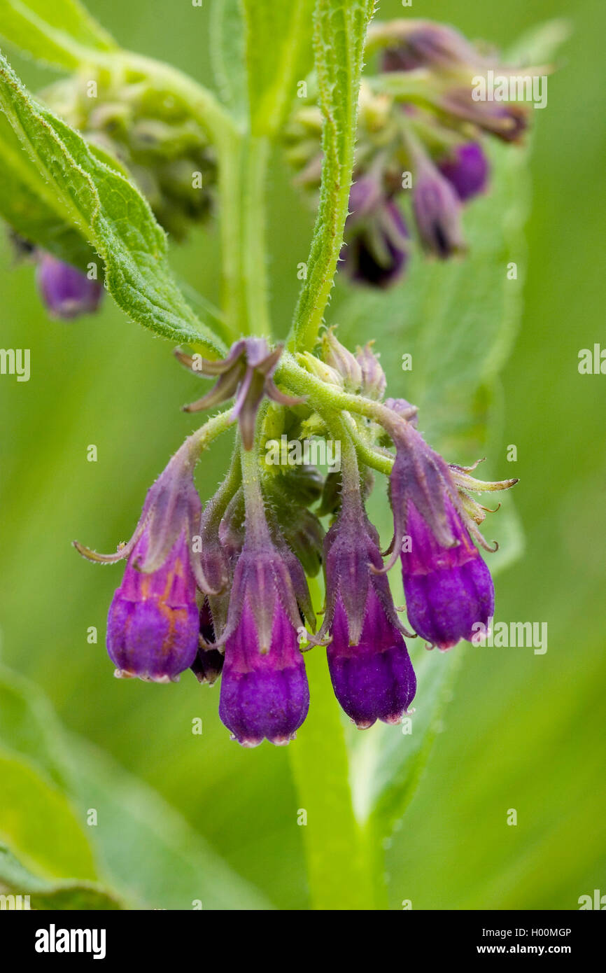 common comfrey (Symphytum officinale), blooming, Germany Stock Photo