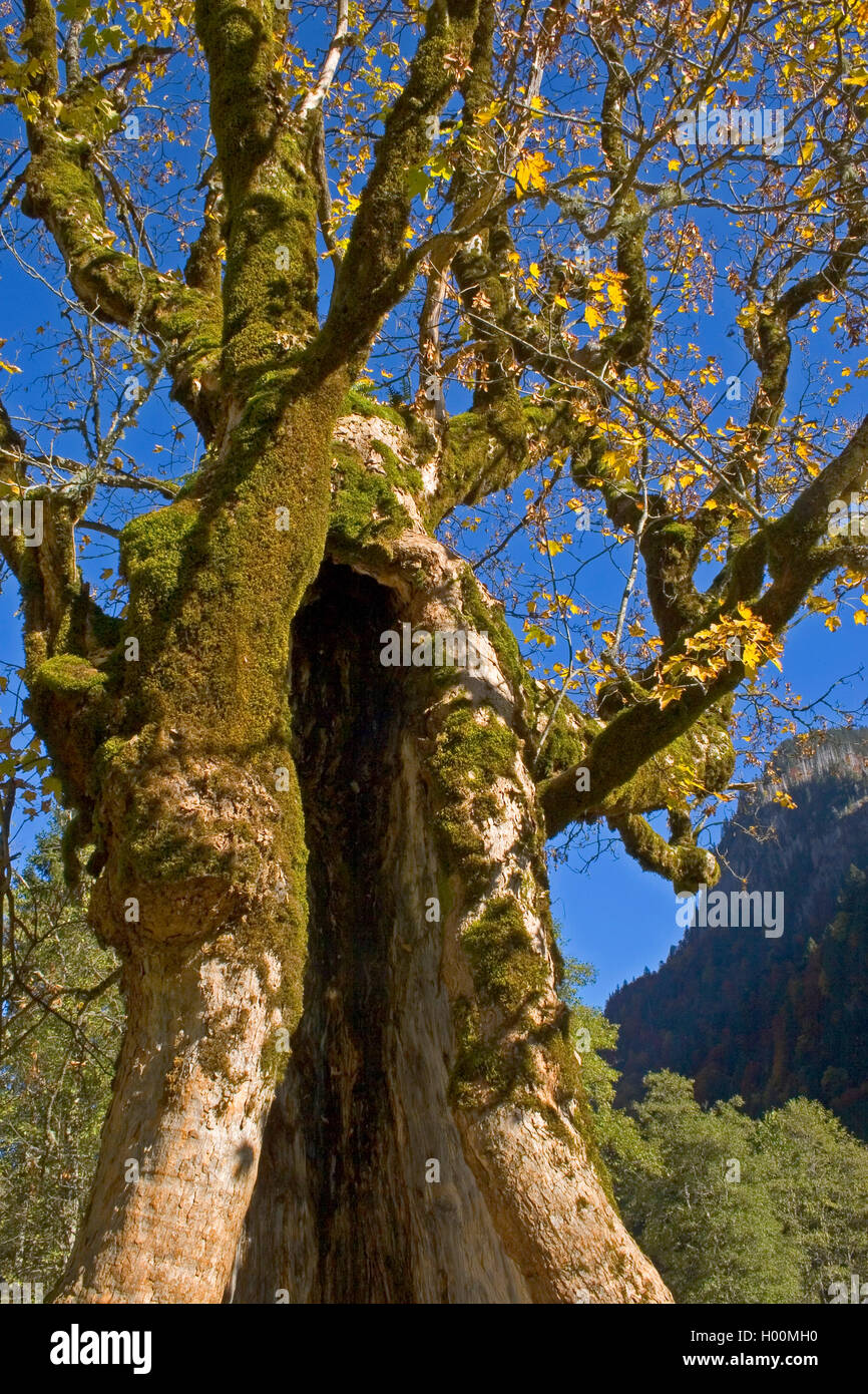Bergahorn, Berg-Ahorn (Acer pseudoplatanus), Baum im Herbst mit hohlem Stamm, Deutschland | sycamore maple, great maple (Acer ps Stock Photo