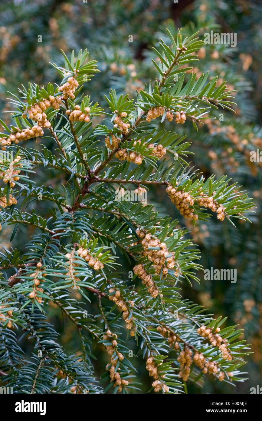 Common yew, English yew, European yew (Taxus baccata), male plant, Germany Stock Photo