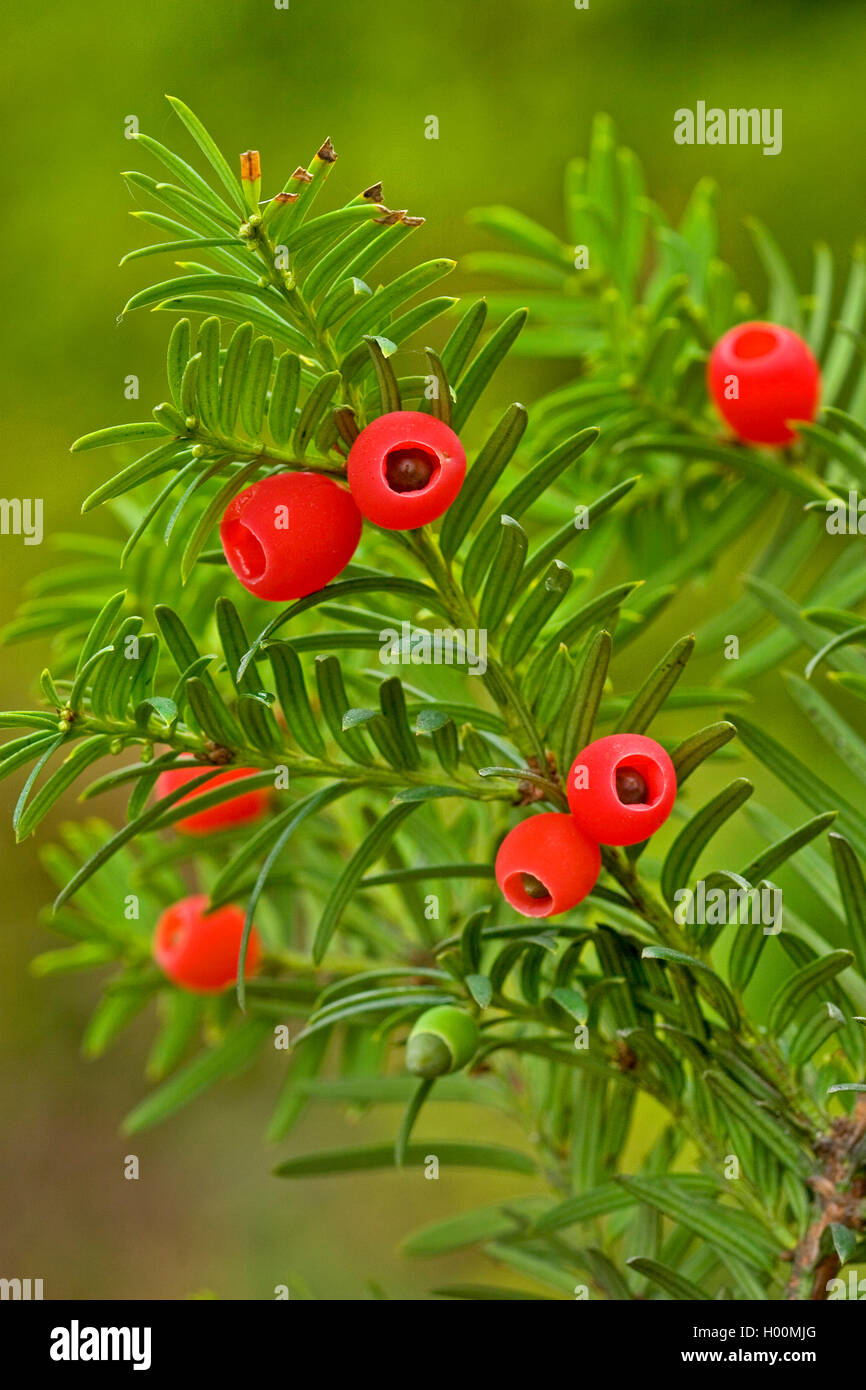 Common yew, English yew, European yew (Taxus baccata), branch with ripe seeds, Germany Stock Photo