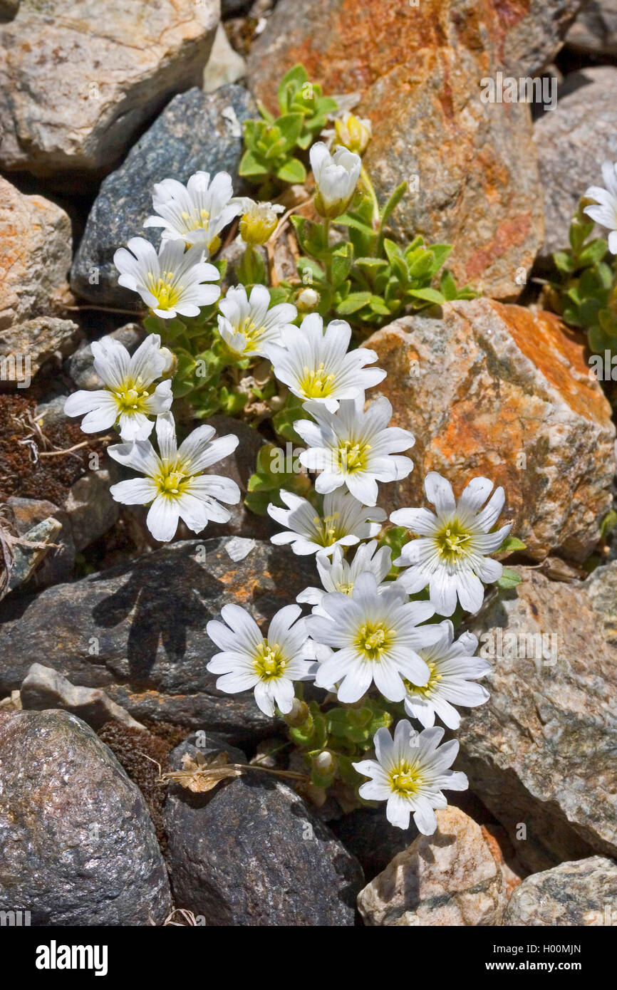 Single-flower chickweed (Cerastium uniflorum), blooming, Germany Stock ...