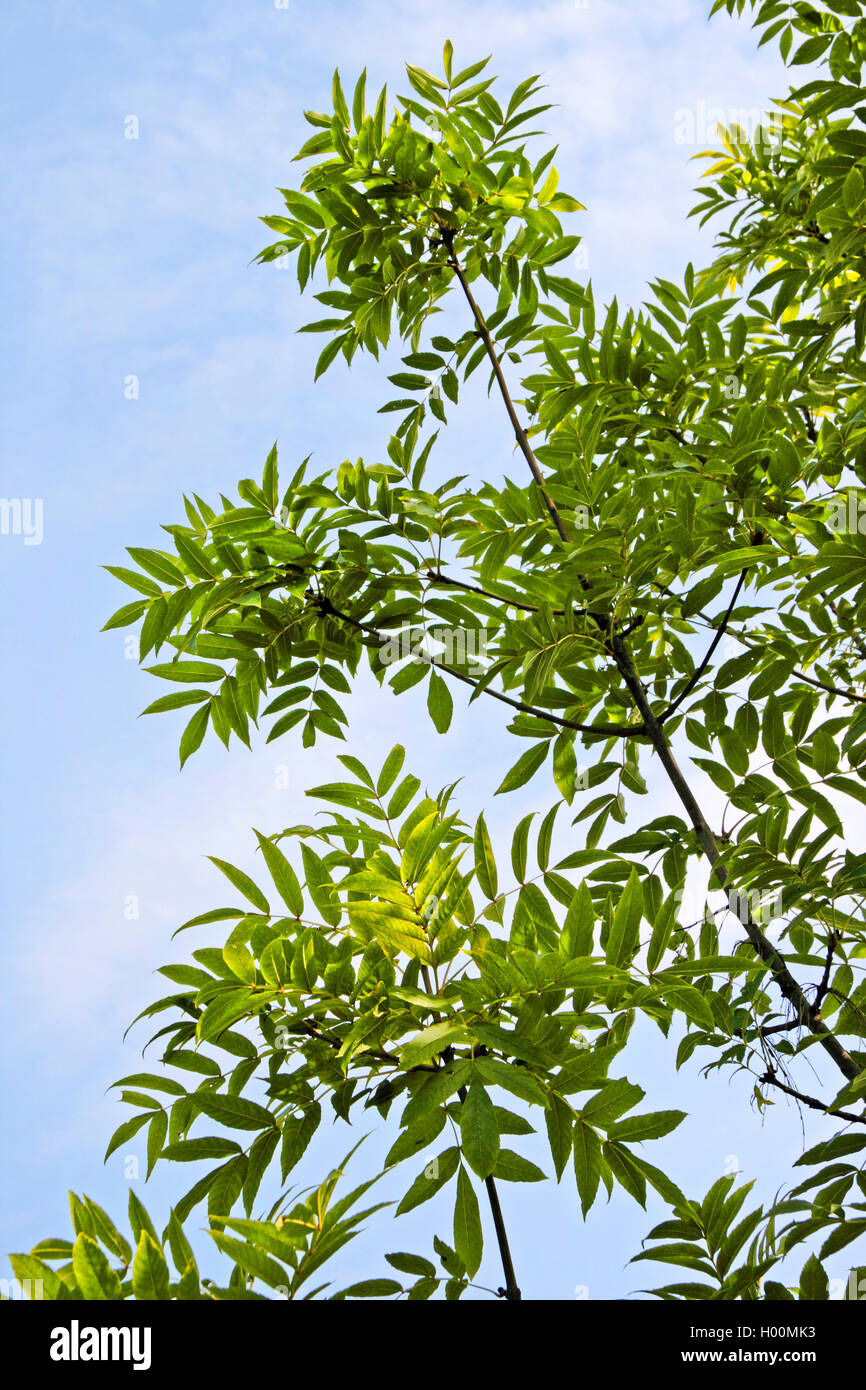 common ash, European ash (Fraxinus excelsior), branches against blue sky, Germany Stock Photo