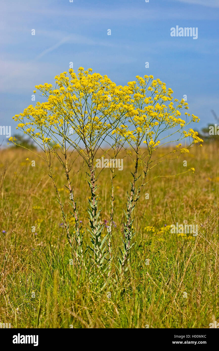 dryer's woad (Isatis tinctoria), blooming, Germany Stock Photo