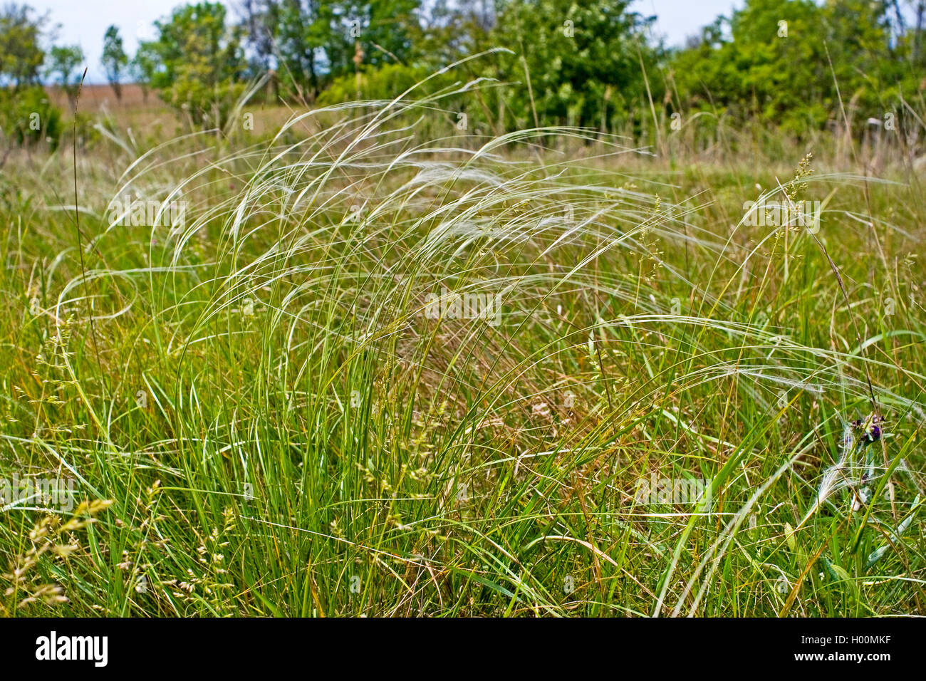 Feather grass (Stipa pennata), blooming, Germany Stock Photo