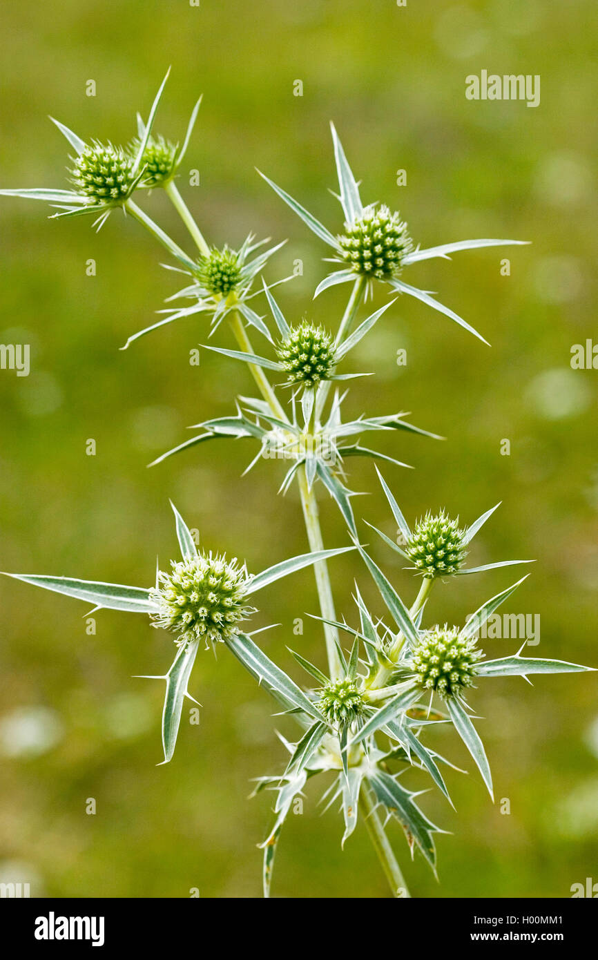 Field eryngo (Eryngium campestre), blooming, Germany Stock Photo Alamy