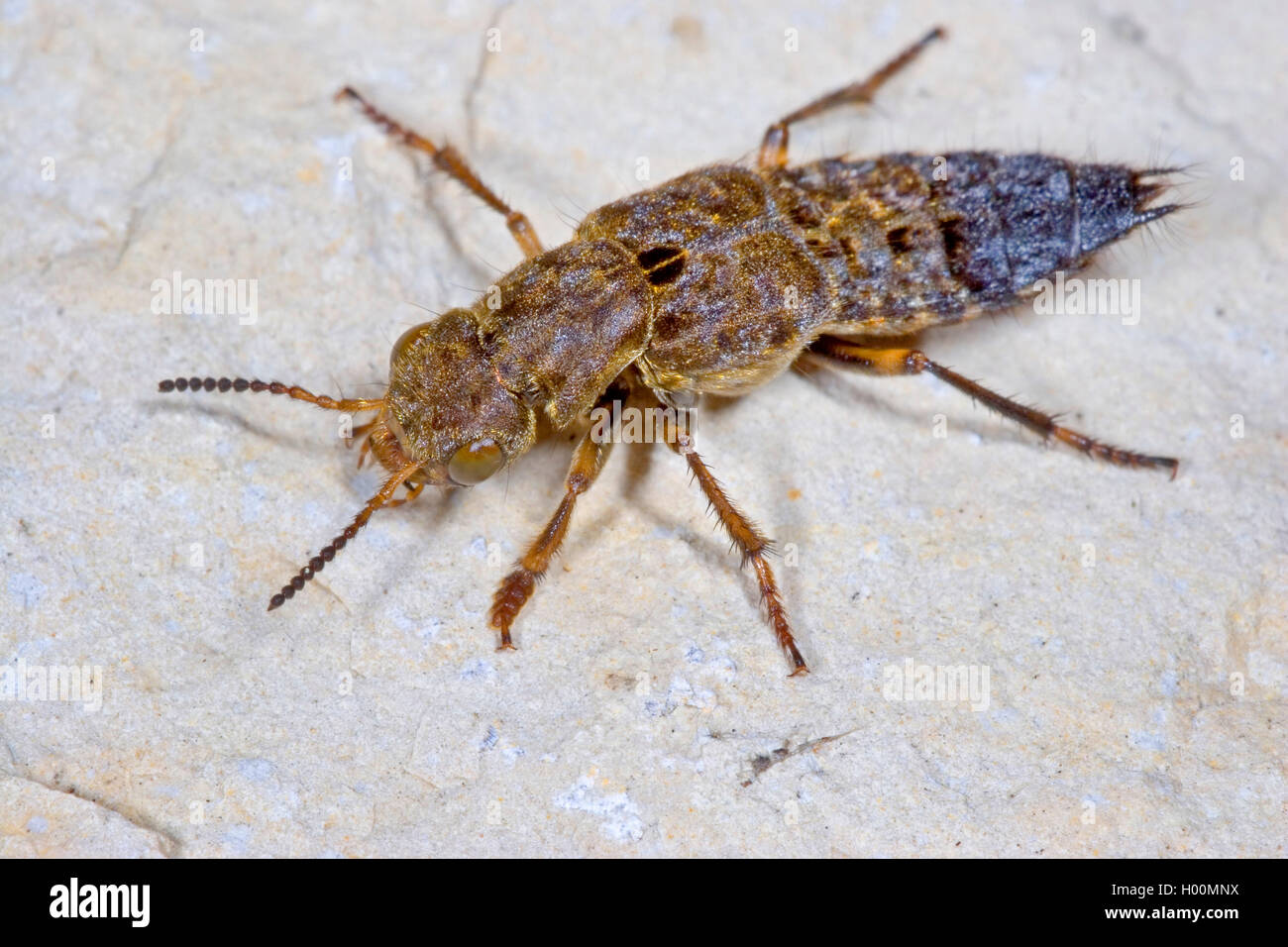 Yellow-brown Rove Beetle (Ontholestes tessellatus), on a stone, Germany Stock Photo