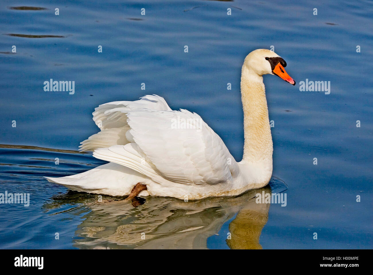 mute swan (Cygnus olor), swimming male, side view, Germany Stock Photo