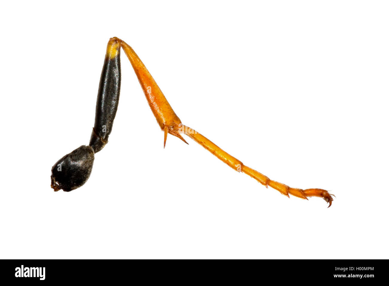 Insektenbein insect leg BLWS422211.jpg [ (c) blickwinkel/H Stock