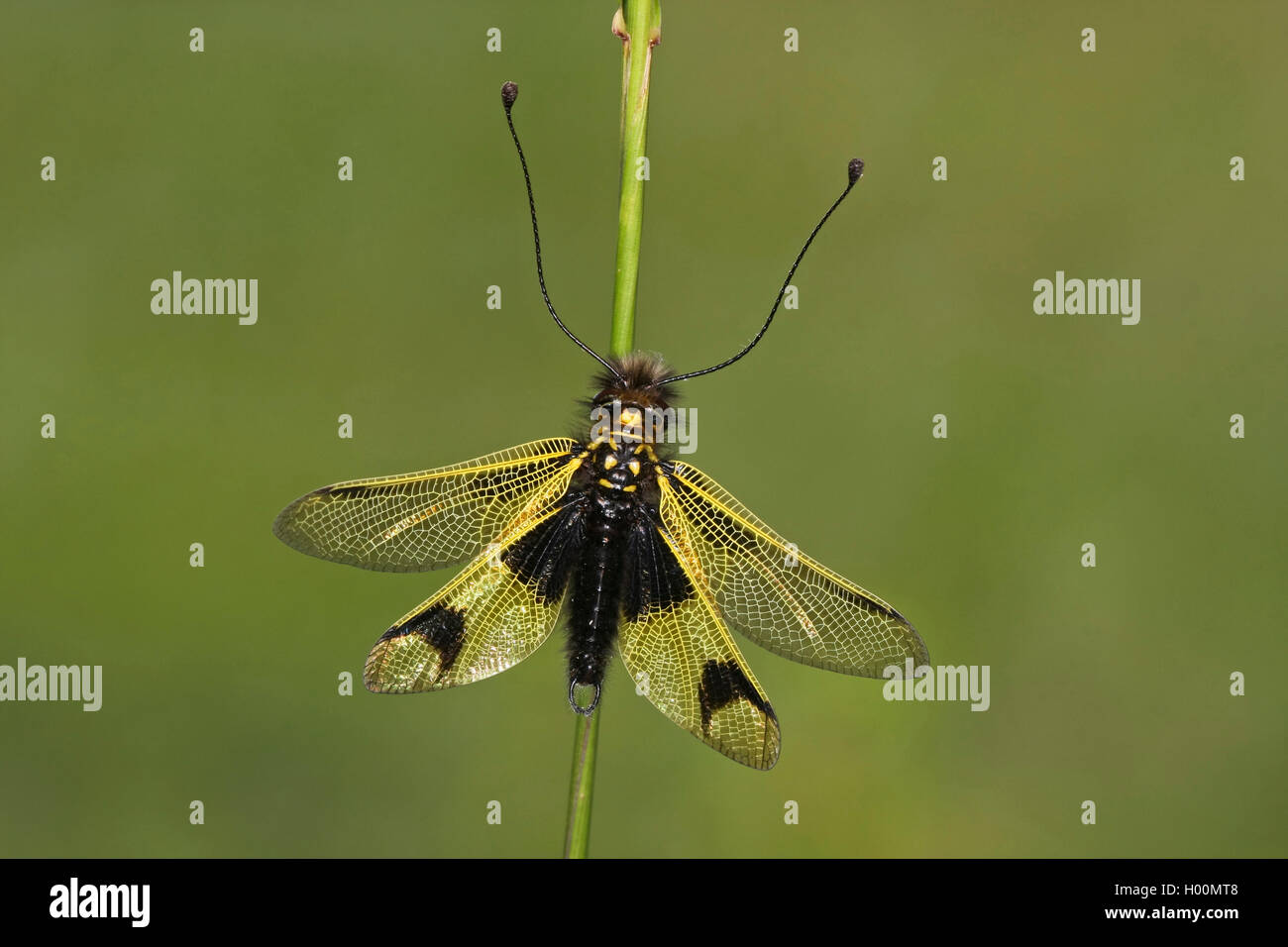 Owlfly (Libelloides longicornis, Ascalaphus longicornis), at a stem, Germany Stock Photo