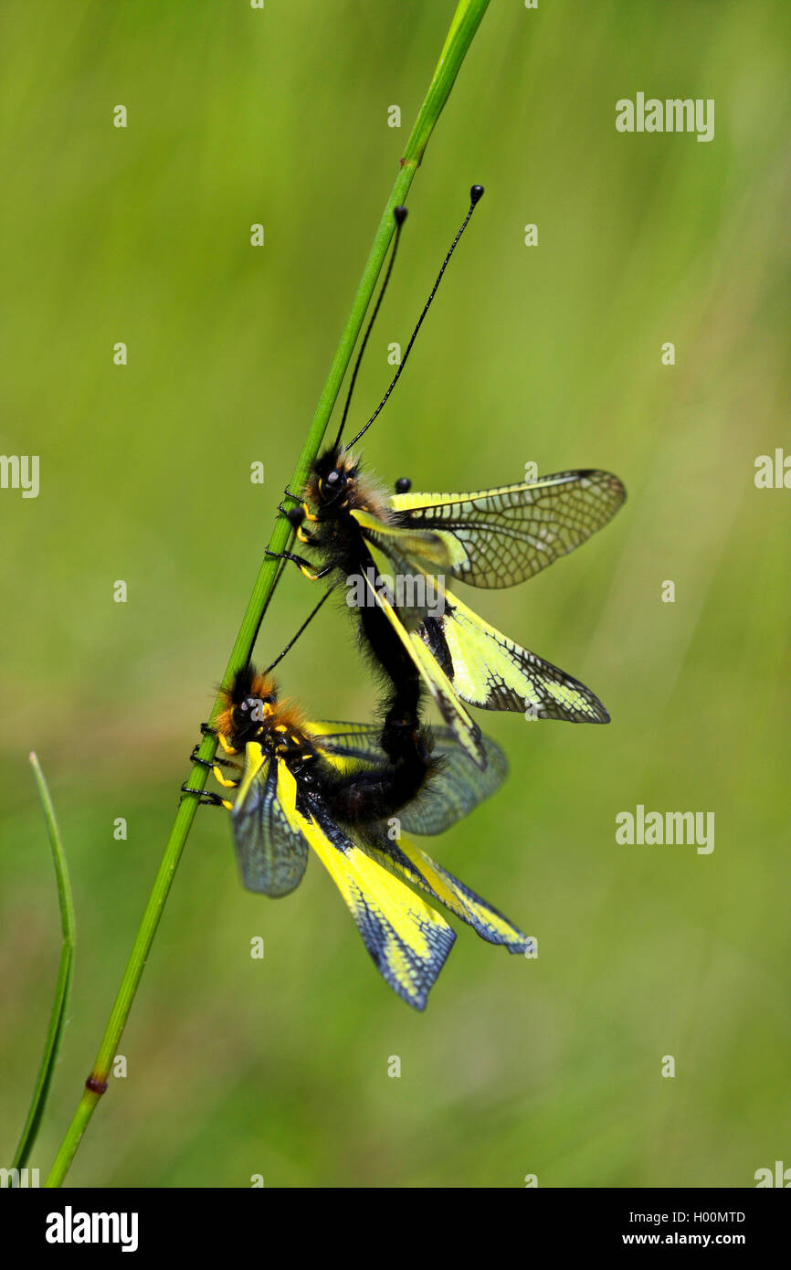 Libellen-Schmetterlingshaft, Libellenschmetterlingshaft (Libelloides coccajus, Libelloides coccaius, Ascalaphus libelluloides),  Stock Photo