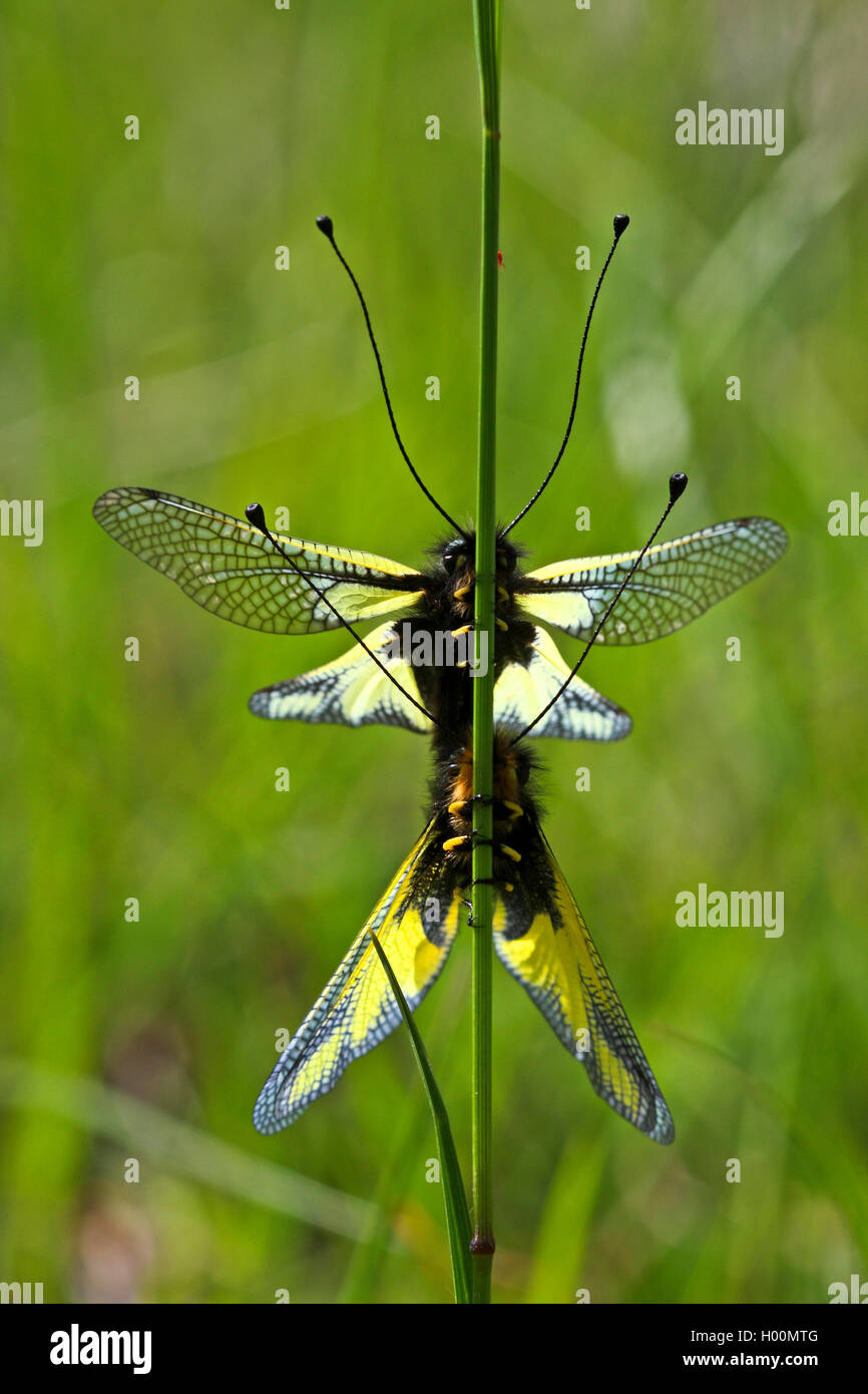 Libellen-Schmetterlingshaft, Libellenschmetterlingshaft (Libelloides coccajus, Libelloides coccaius, Ascalaphus libelluloides),  Stock Photo