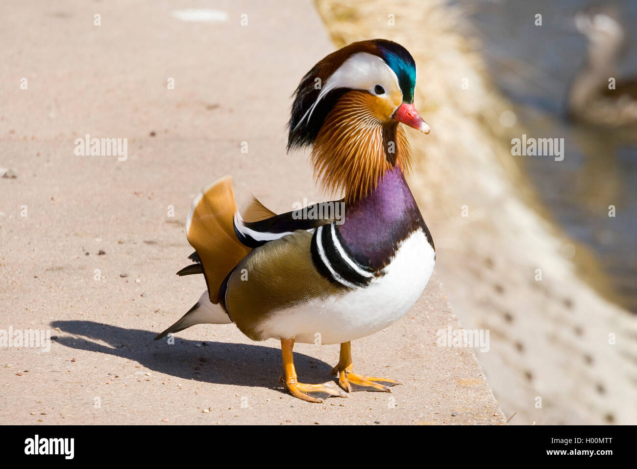 mandarin duck (Aix galericulata), male, Germany Stock Photo