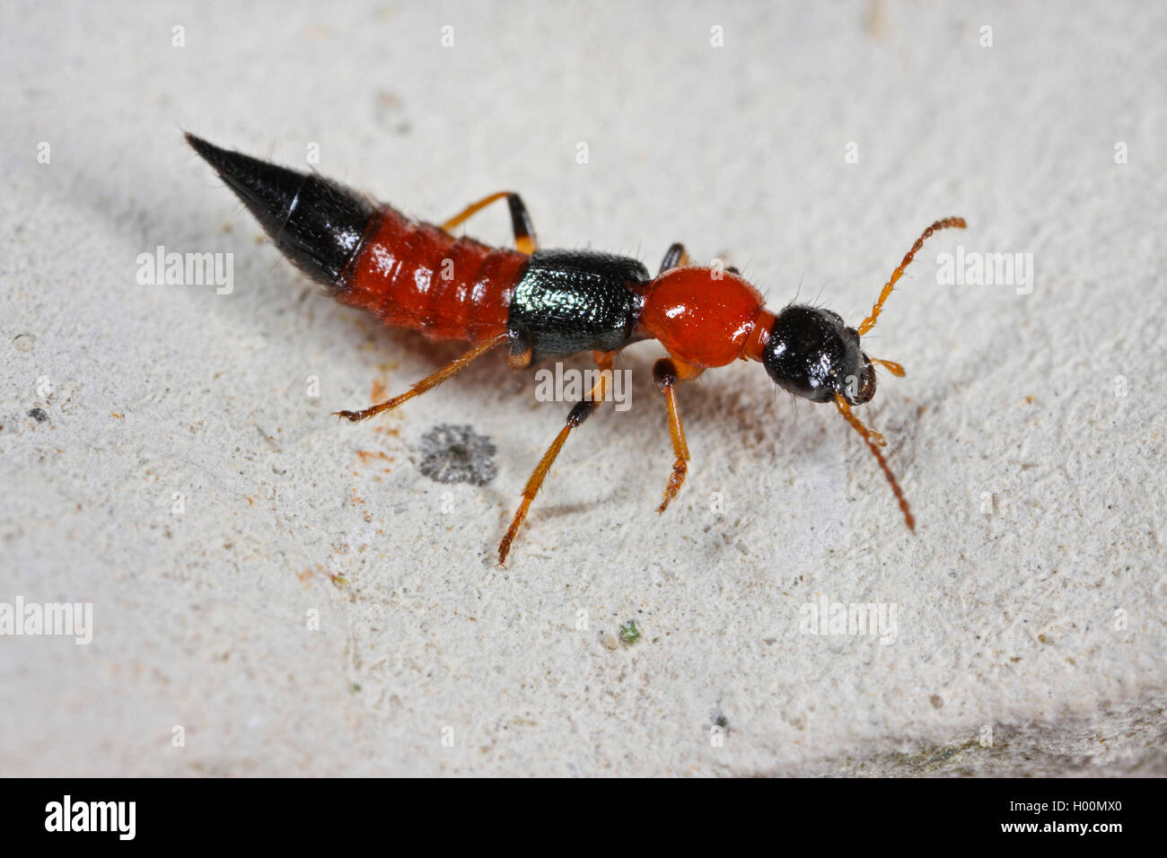 Rove beetle (Paederus littoralis, Paederus litoralis), on a