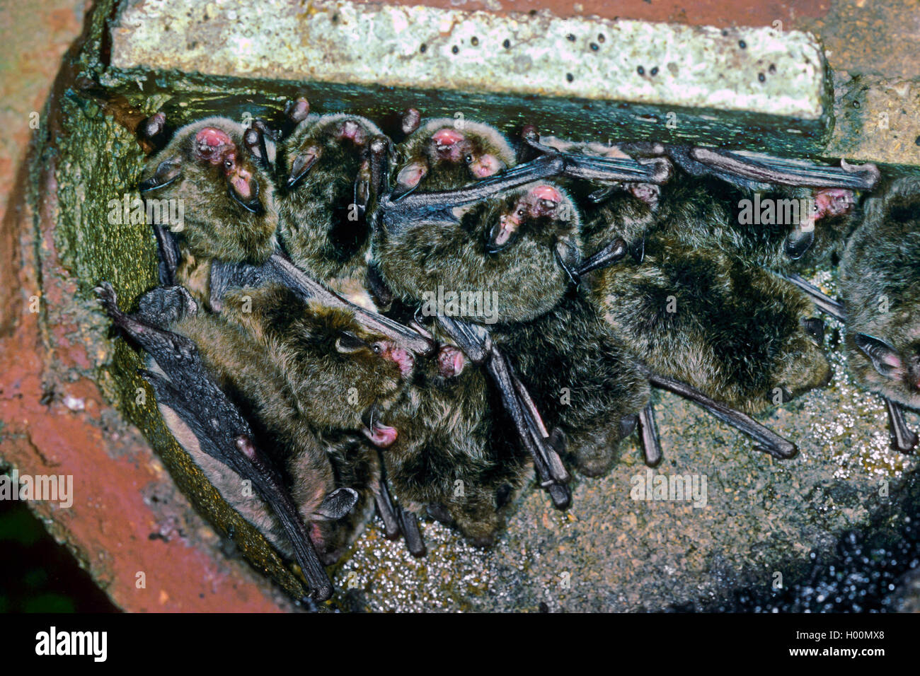 Wasserfledermaus, Wasser-Fledermaus (Myotis daubentoni, Myotis daubentonii), Kolonie im Winterquartier, Deutschland | Daubenton' Stock Photo