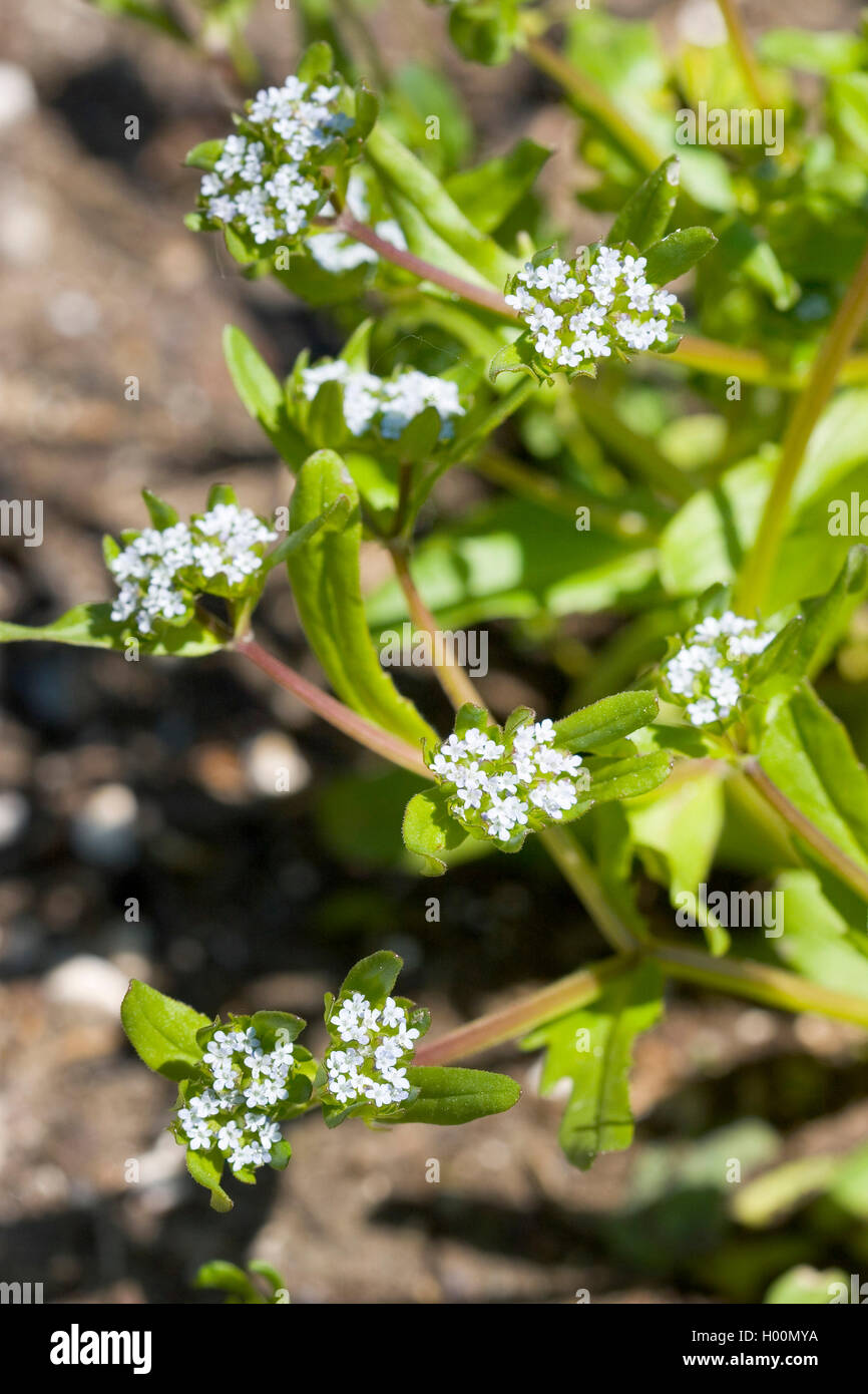 Common cornsalad, Lamb's lettuce, European cornsalad (Valerianella