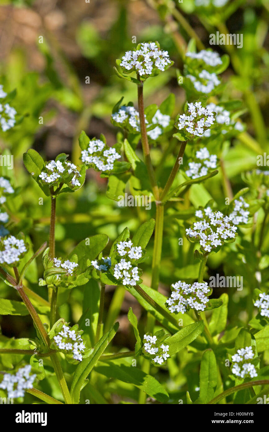 Common cornsalad, Lamb's lettuce, European cornsalad (Valerianella