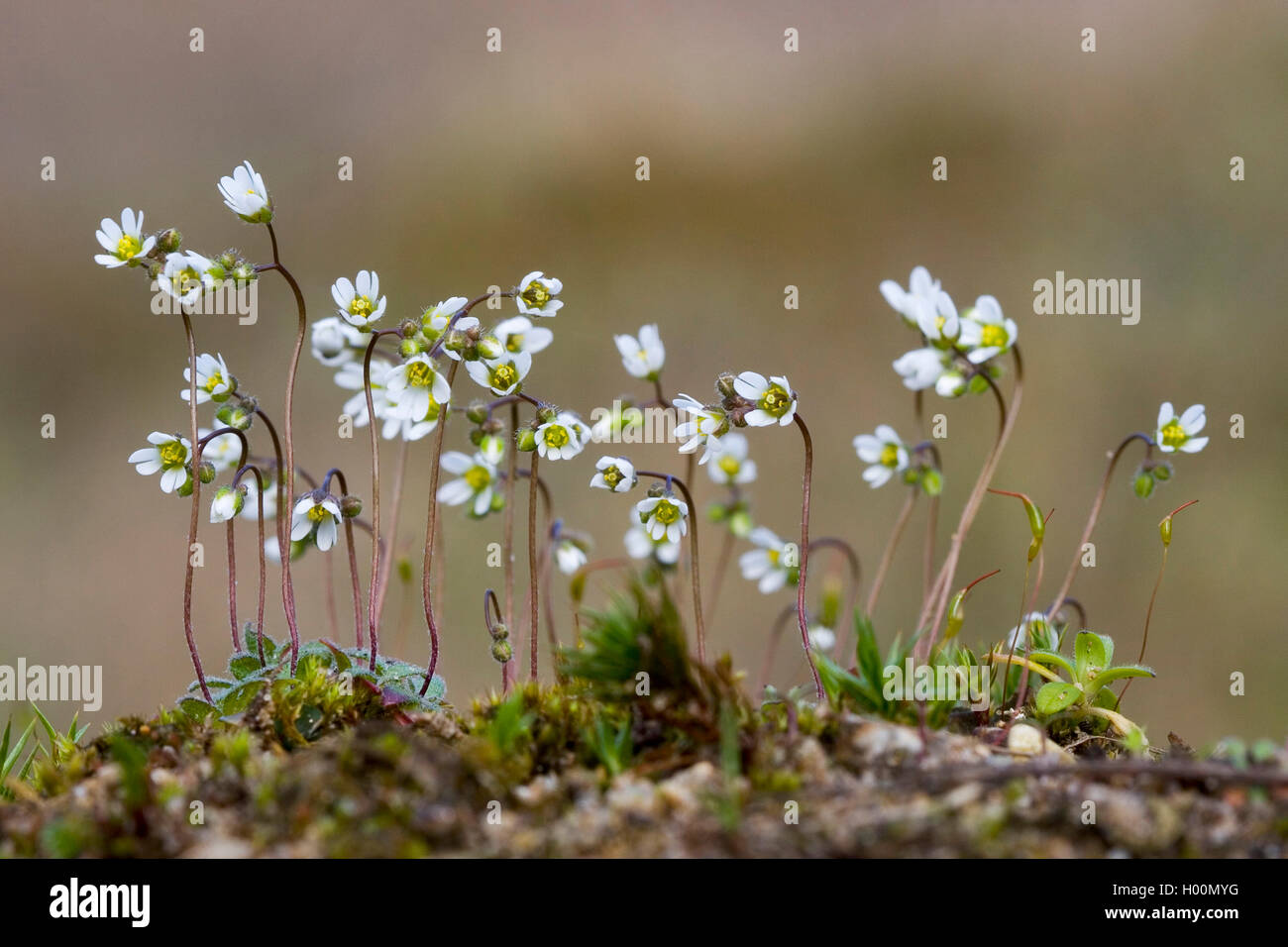 Spring draba, Shadflower, Nailwort, Vernal whitlow grass, Early witlow grass, Whitlow-grass (Erophila verna, Draba verna), blooming, Germany Stock Photo