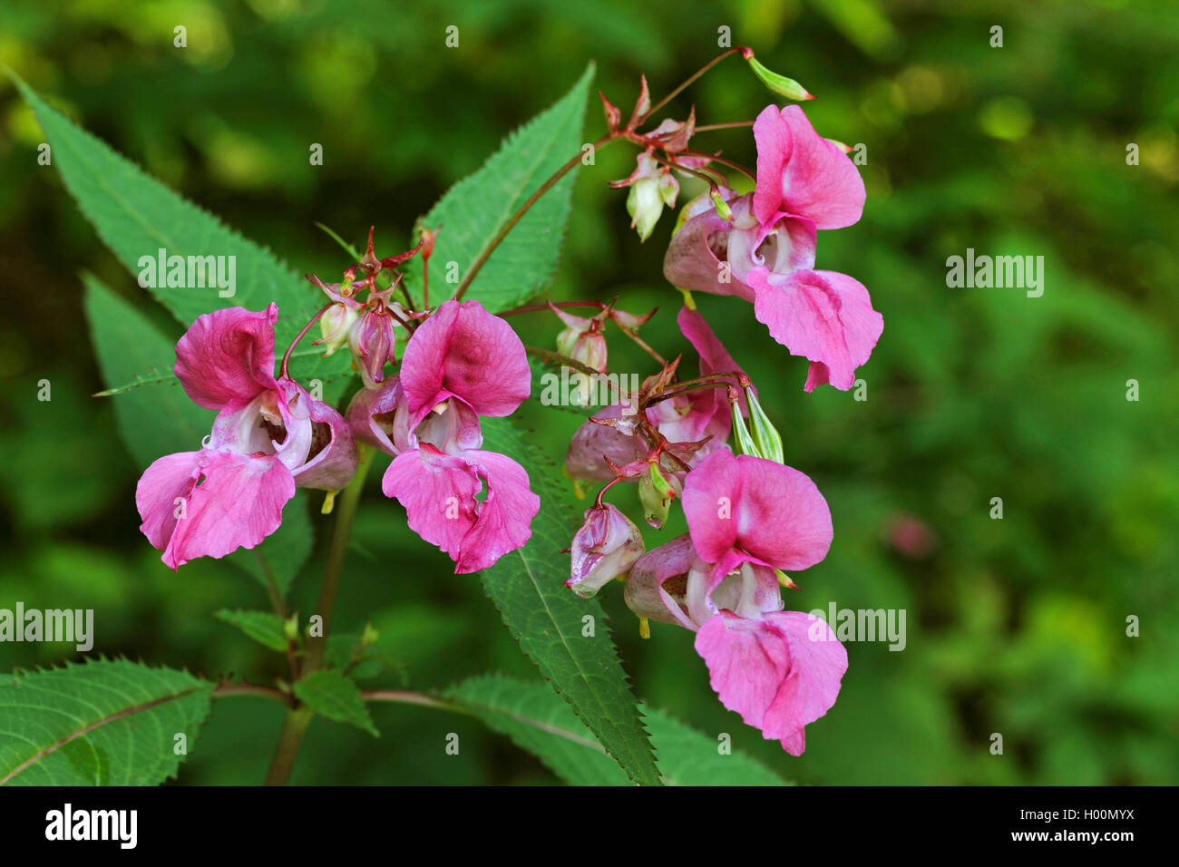 Garden Balsam, Balsam, Rose Balsam (Impatiens balsamina), flowers Stock