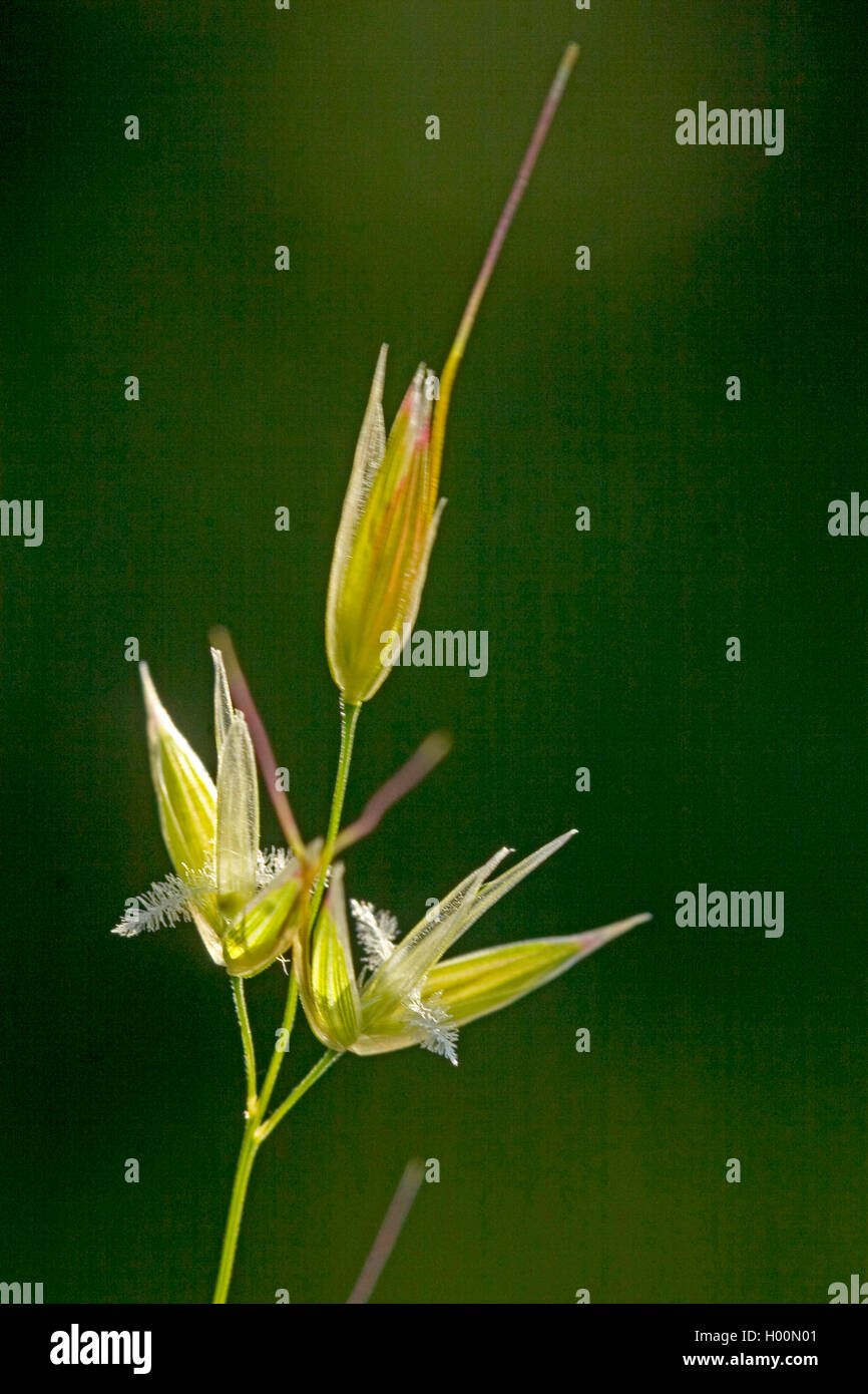 false oat-grass, tall oat-grass, tall oatgrass (Arrhenatherum elatius), spikelets, Germany Stock Photo