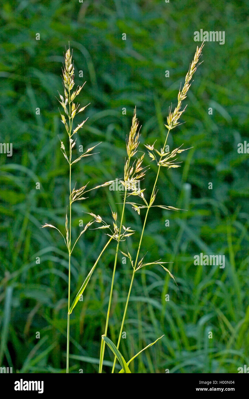 false oat-grass, tall oat-grass, tall oatgrass (Arrhenatherum elatius), panicles, Germany Stock Photo