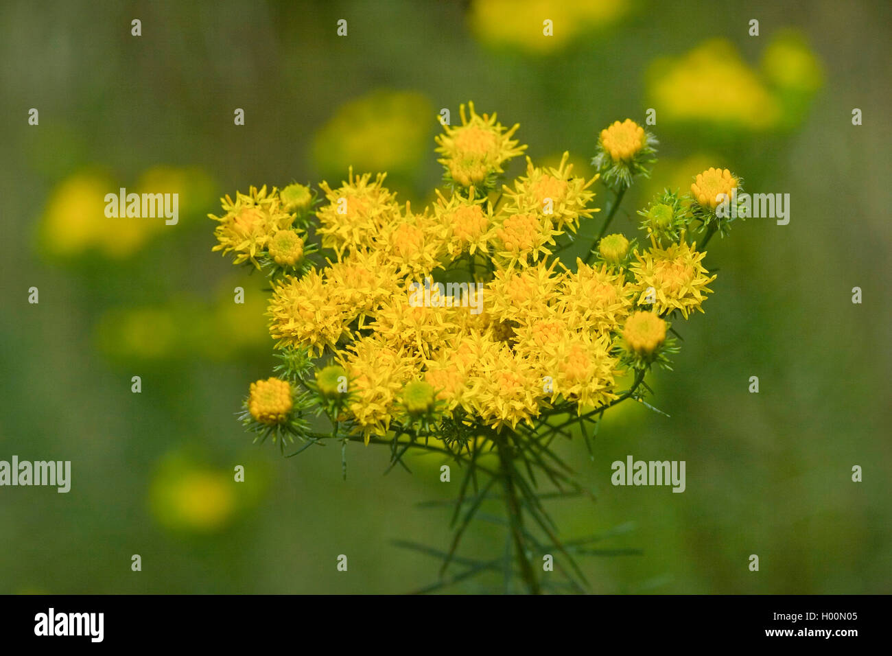 Goldilocks aster (Aster linosyris, Galatella linosyris, Crinitaria linosyris), blooming, Germany Stock Photo