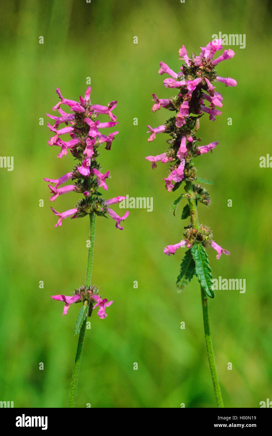 Heil ziest Pinky-Stachys officinalis