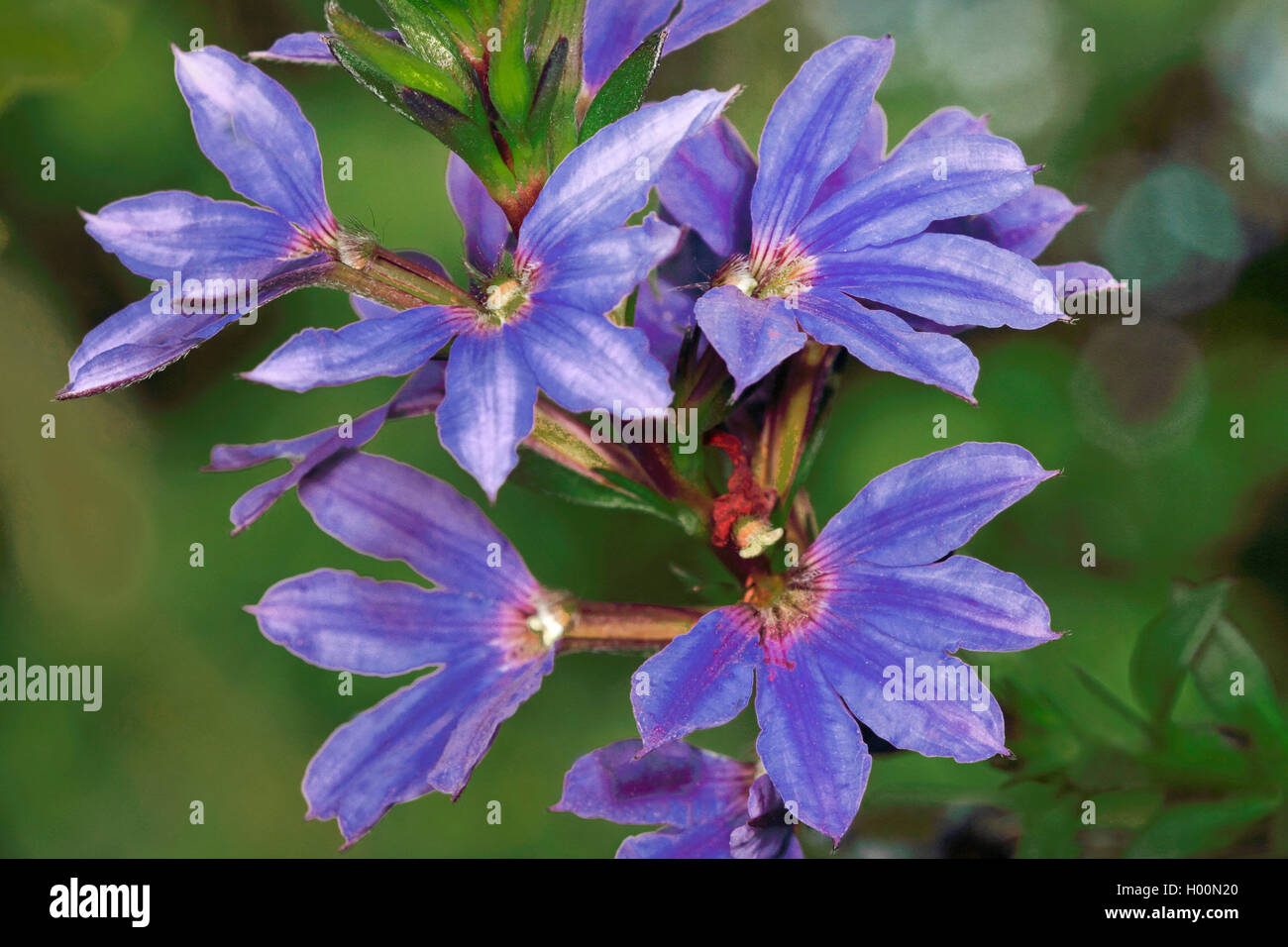 scaevola, fan-flower, half-flower, naupaka (Scaevola spec.), flowers Stock Photo